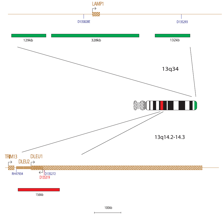 Fluorescence in situ hybridization (FISH) chromosome map showing a probe targeting the regions 13q14.2-14.3 and 13q34.