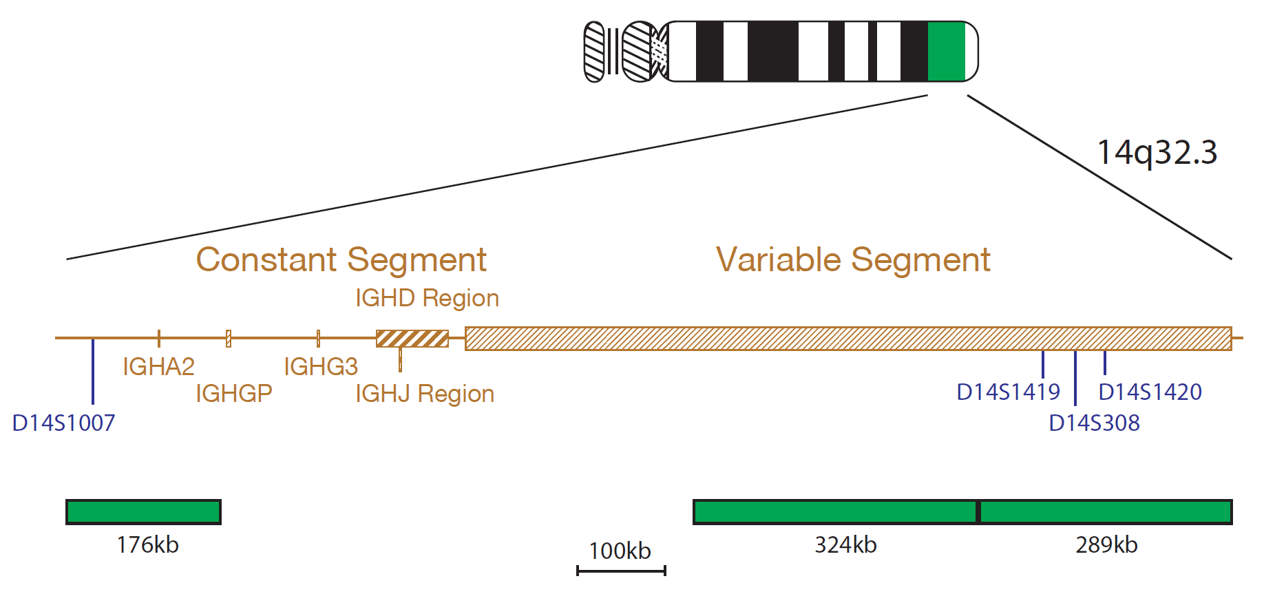 Fluorescence in situ hybridisation (FISH) chromosome map showing a probe targeting the IGH gene.