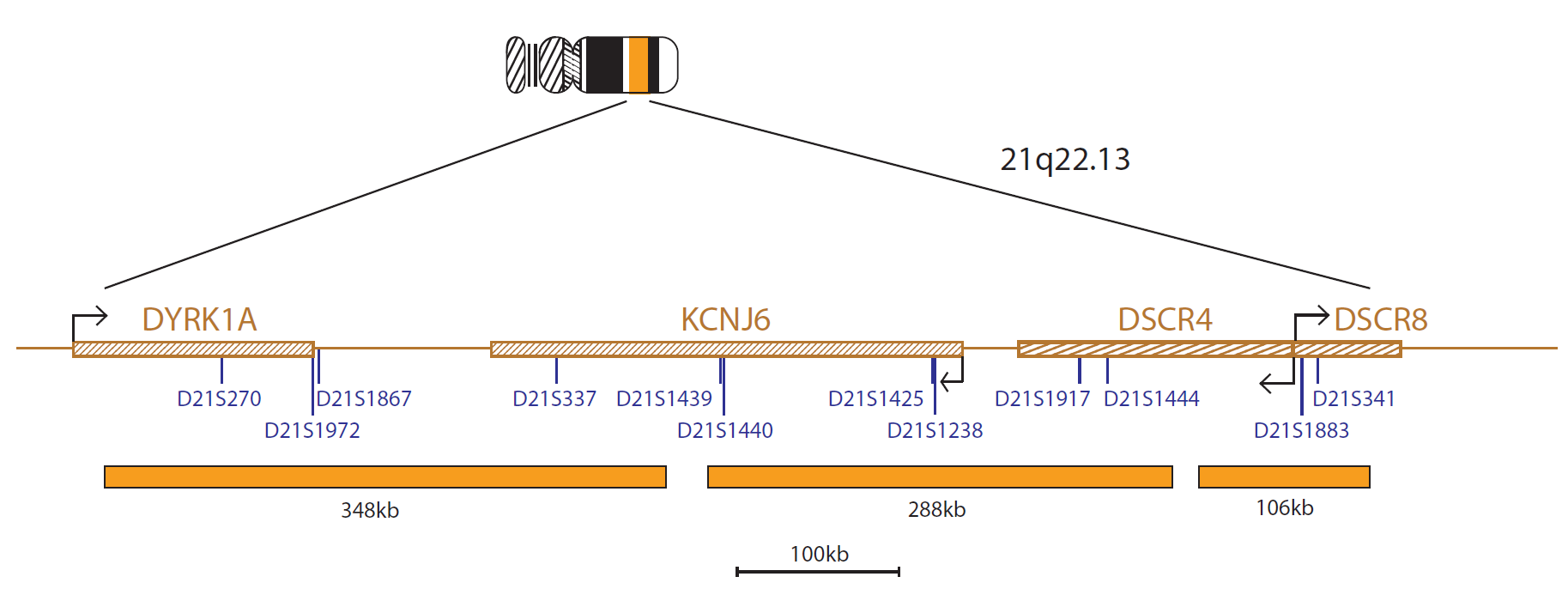 Fluorescence in situ hybridisation (FISH) chromosome map showing a probe targeting the region 21q22.13.