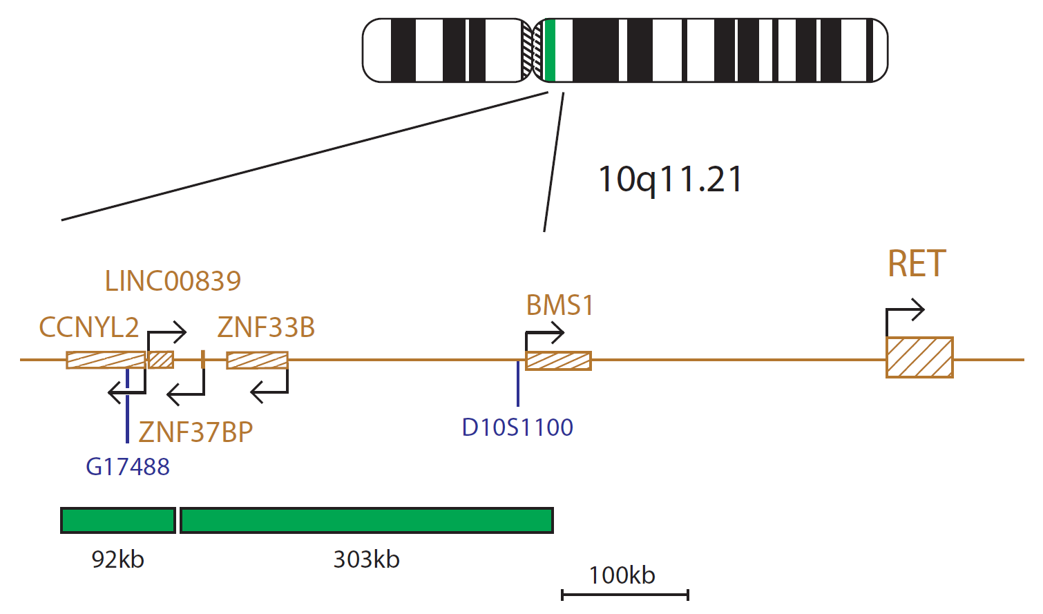 Fluorescence in situ hybridization (FISH) chromosome map showing a probe mix proximal to the RET gene.