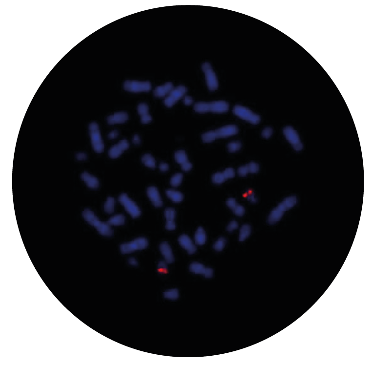 Fluorescence in situ hybridization (FISH) microscope image of the CytoCell MPO Probe Red.