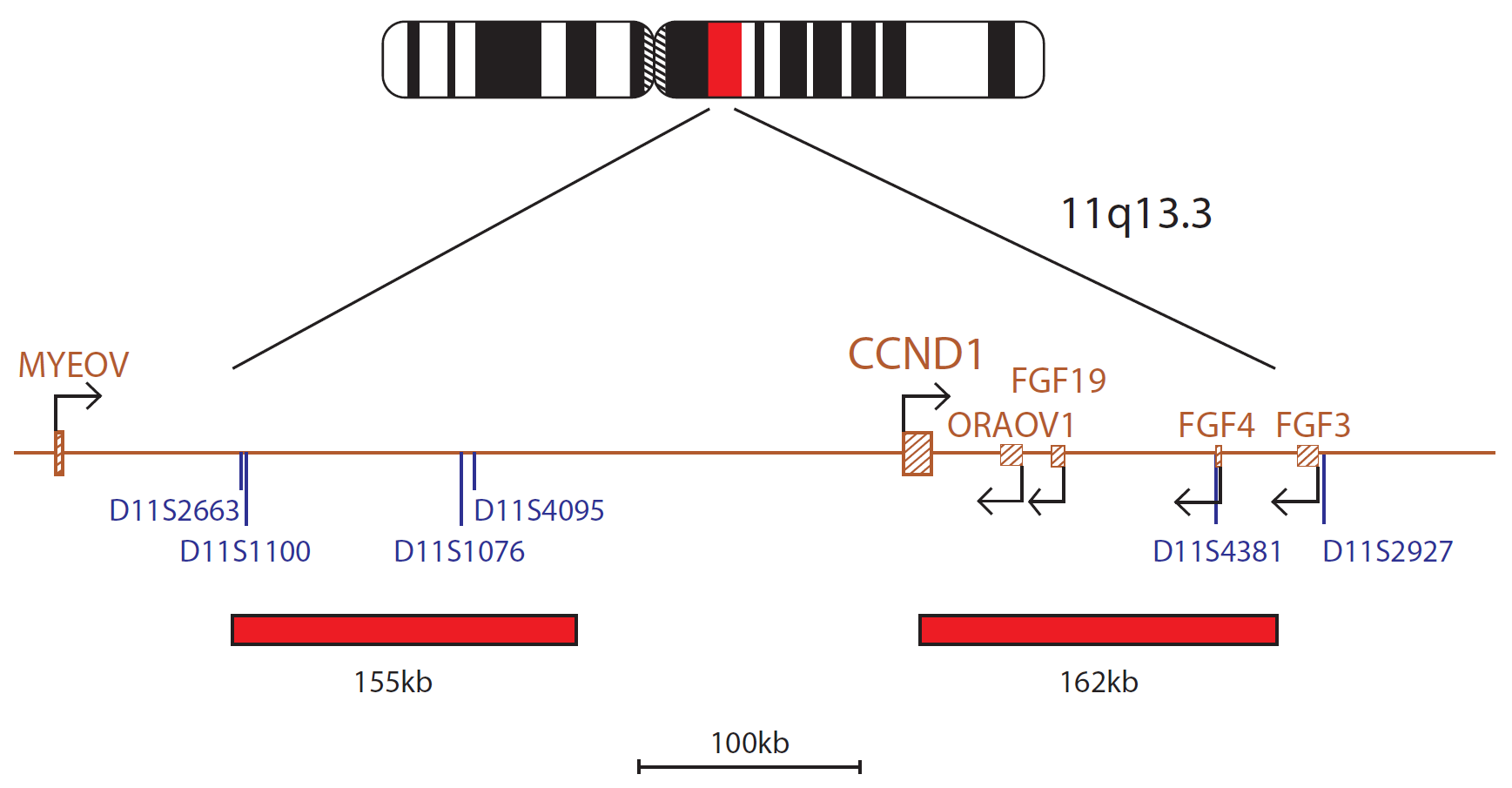 Fluorescence in situ hybridisation (FISH) chromosome map showing a probe targeting the CCND1 gene.
