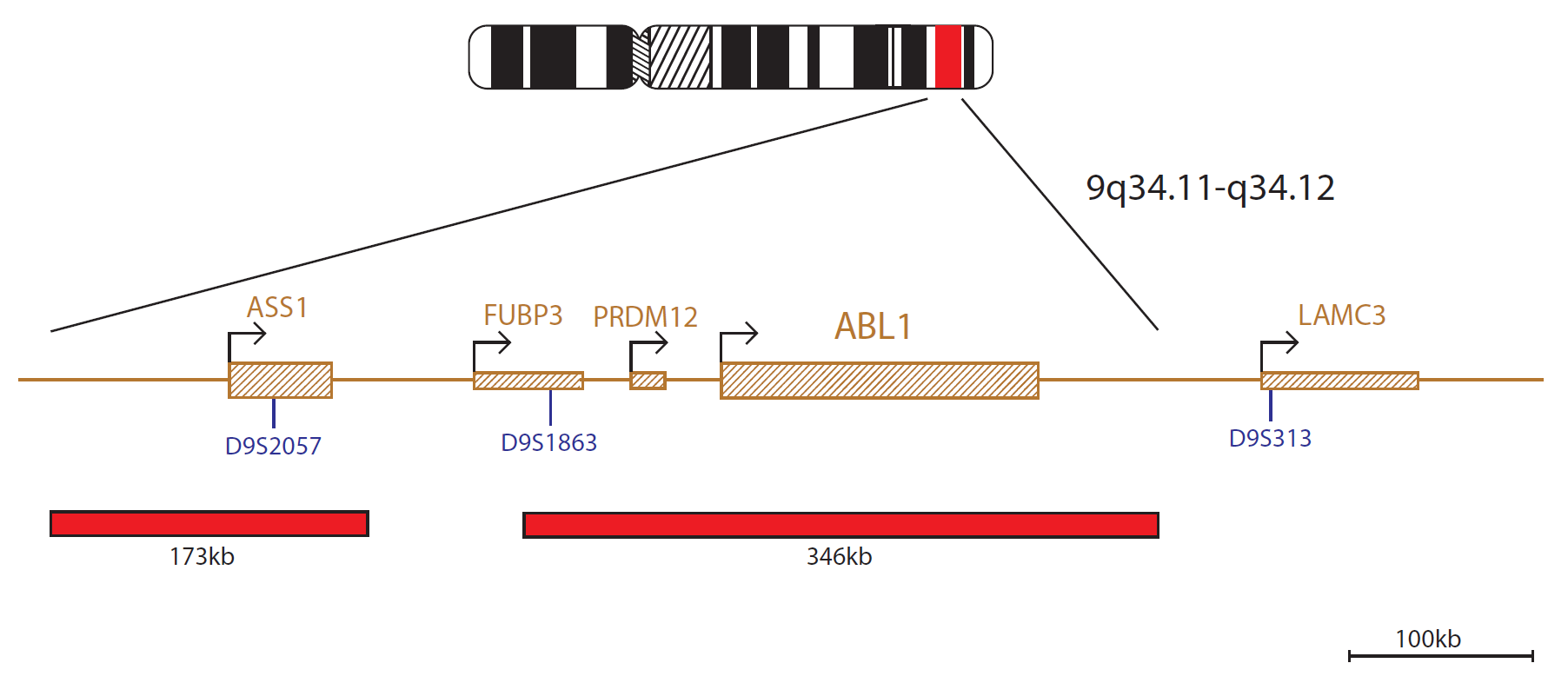 Fluorescence in situ hybridization (FISH) chromosome map showing a probe mix targeting the ABL (ABL1) gene.
