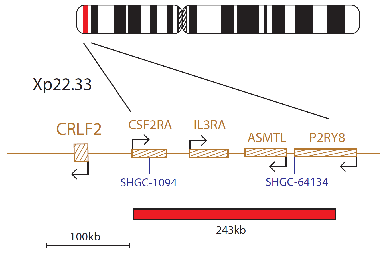 Fluorescence in situ hybridization (FISH) chromosome map showing a probe targeting the CRLF2 gene.