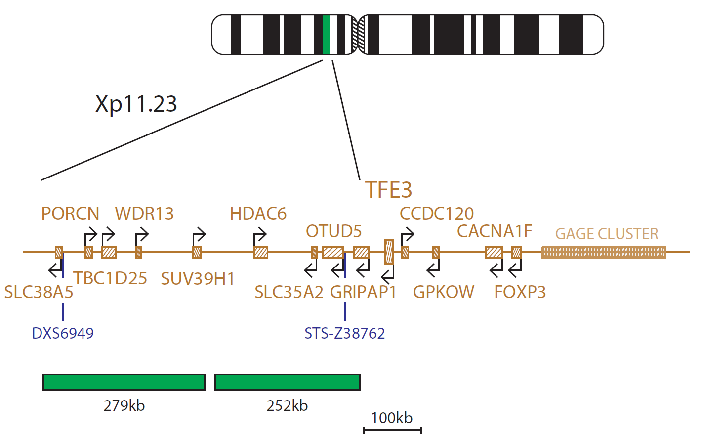 Fluorescence in situ hybridization (FISH) chromosome map showing a probe mix distal to the TFE3 gene.