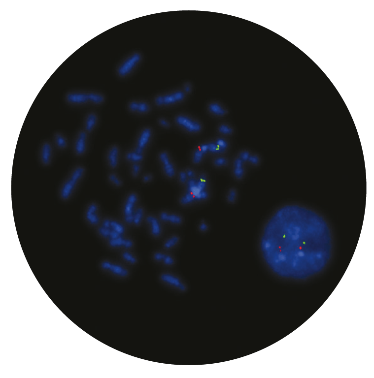 Fluorescence in situ hybridization (FISH) microscope image of the CytoCell CKS1B/CDKN2C (P18) Amplification/Deletion probe.