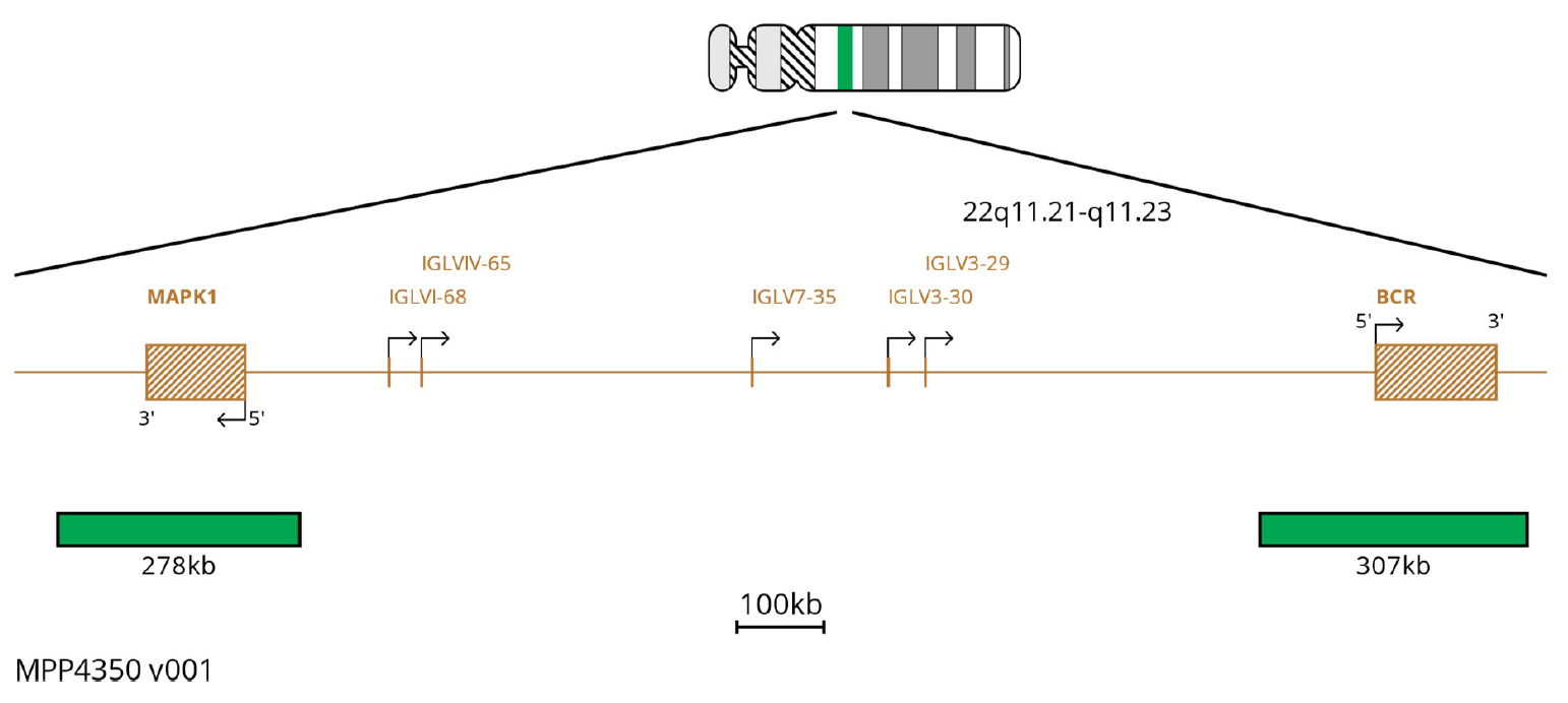 Fluorescence in situ hybridisation (FISH) chromosome map showing probes targeting the IGL region.