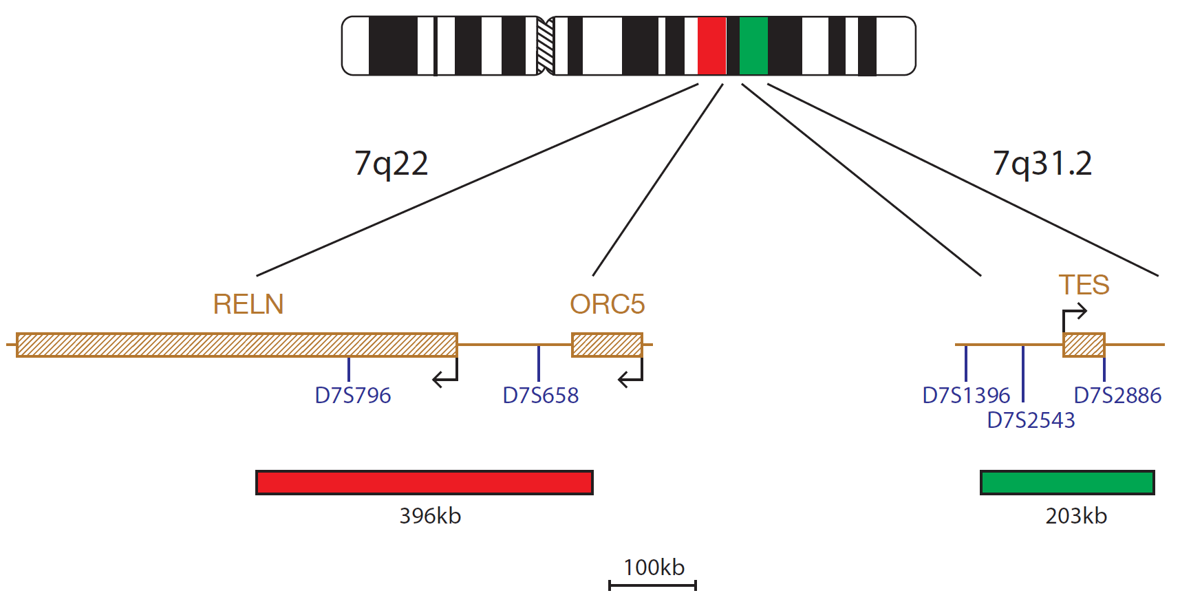 Fluorescence in situ hybridization (FISH) chromosome map showing a probe mix targeting the regions 7q22 and 7q31.2.