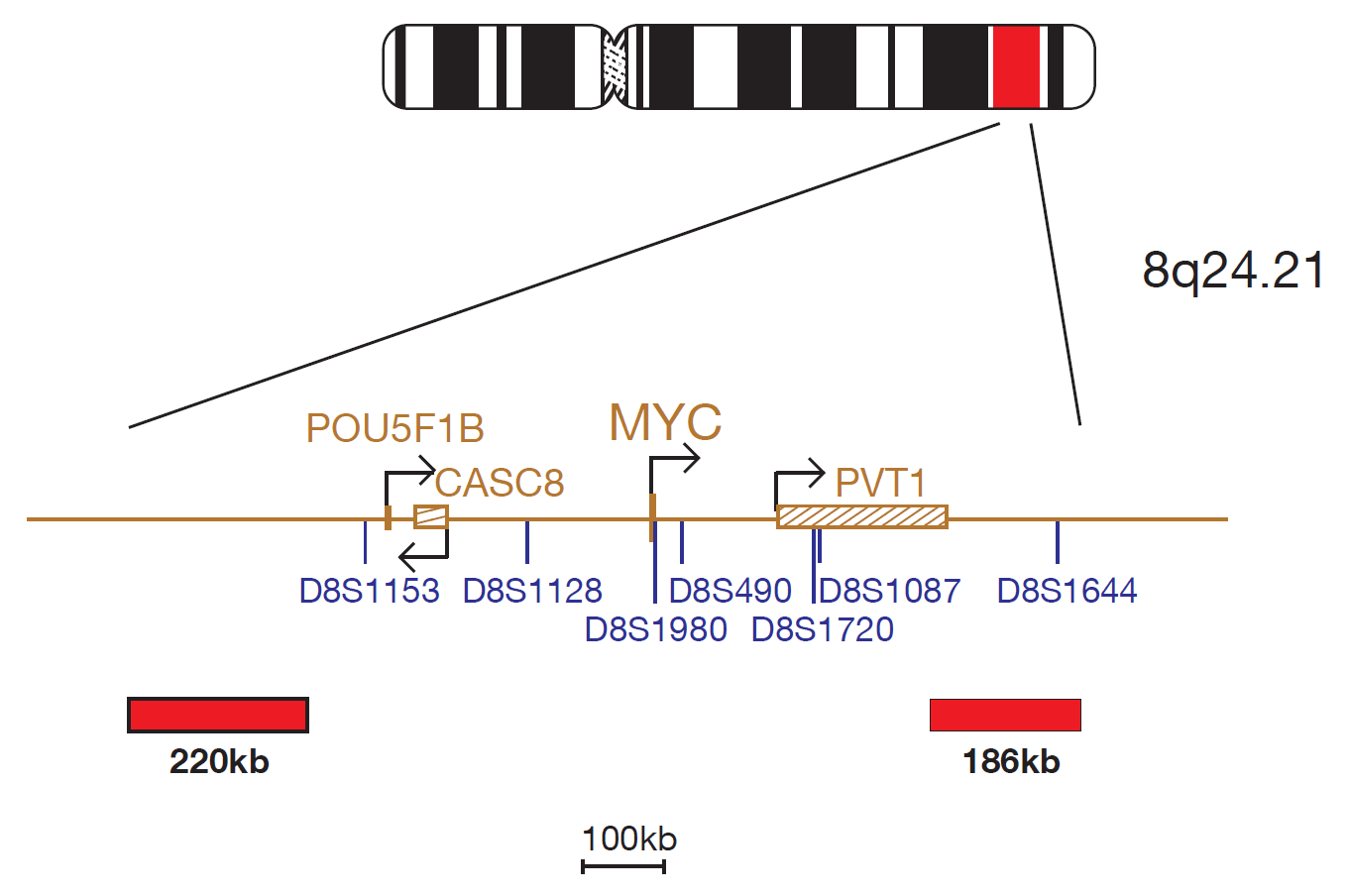 Fluorescence in situ hybridisation (FISH) chromosome map showing a probe targeting the cMYC (MYC) gene.