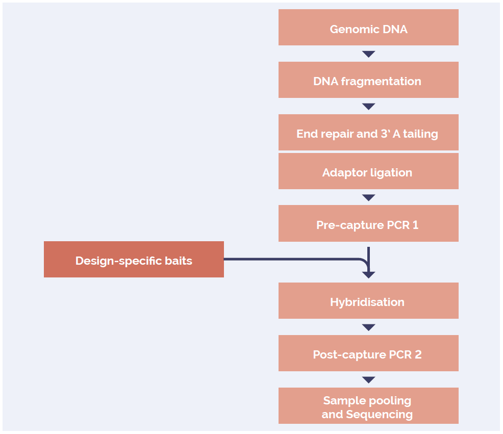Schematic of the streamlined protocol, including enrichment by hybridisation, of the SureSeq NGS Library Preparation Kit.