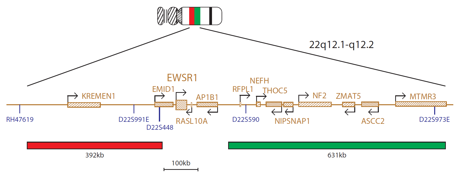 Fluorescence in situ hybridization (FISH) chromosome map showing a probe mix targeting the EWSR1 gene.