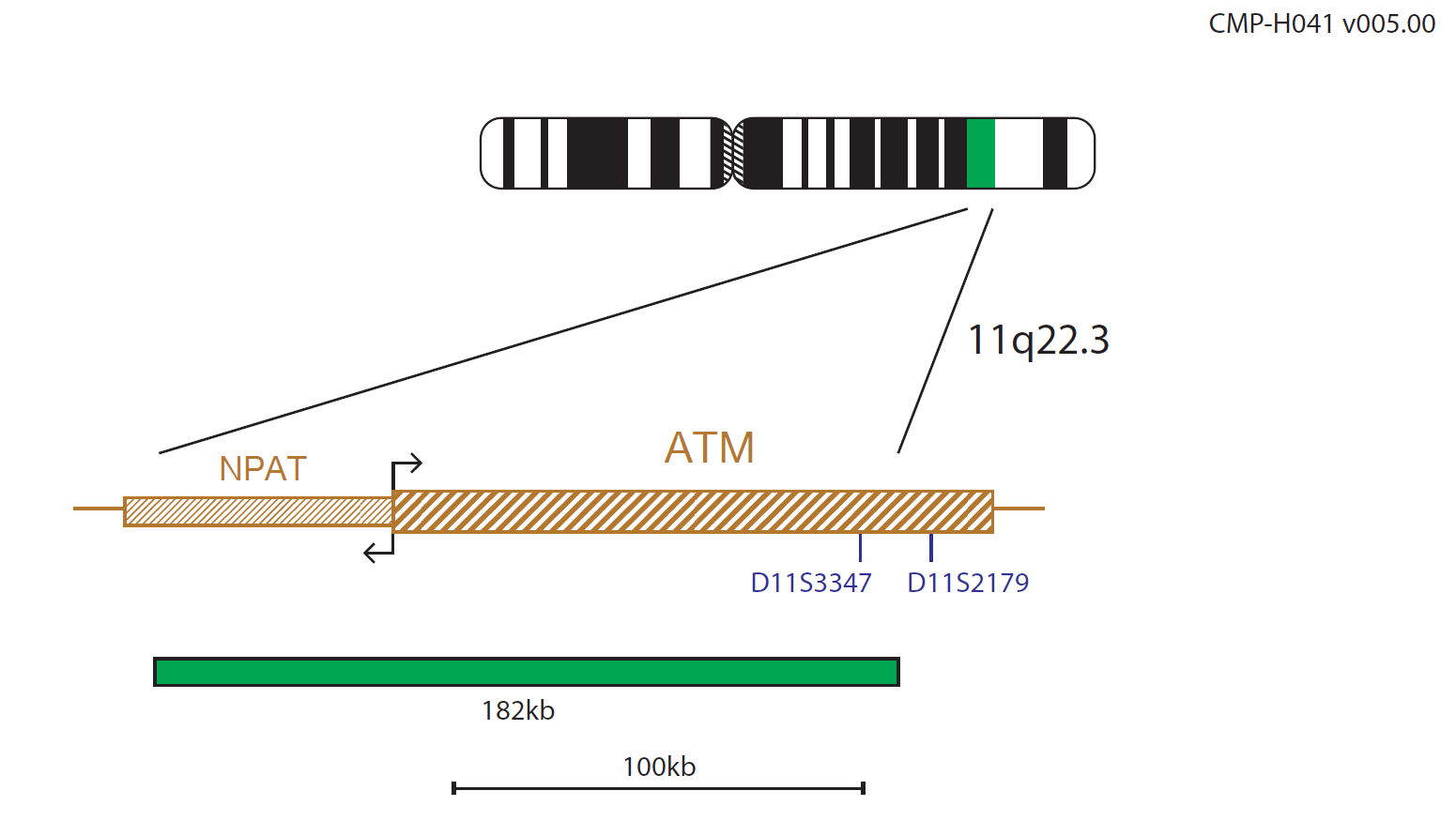 Fluorescence in situ hybridisation (FISH) chromosome map showing a probe targeting the ATM gene.