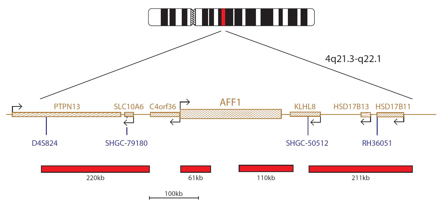Fluorescence in situ hybridisation (FISH) chromosome map showing a probe targeting the AFF1 gene.