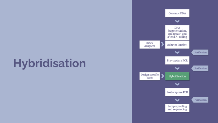 NGS workflow – Hybridisation (10 minutes) Image