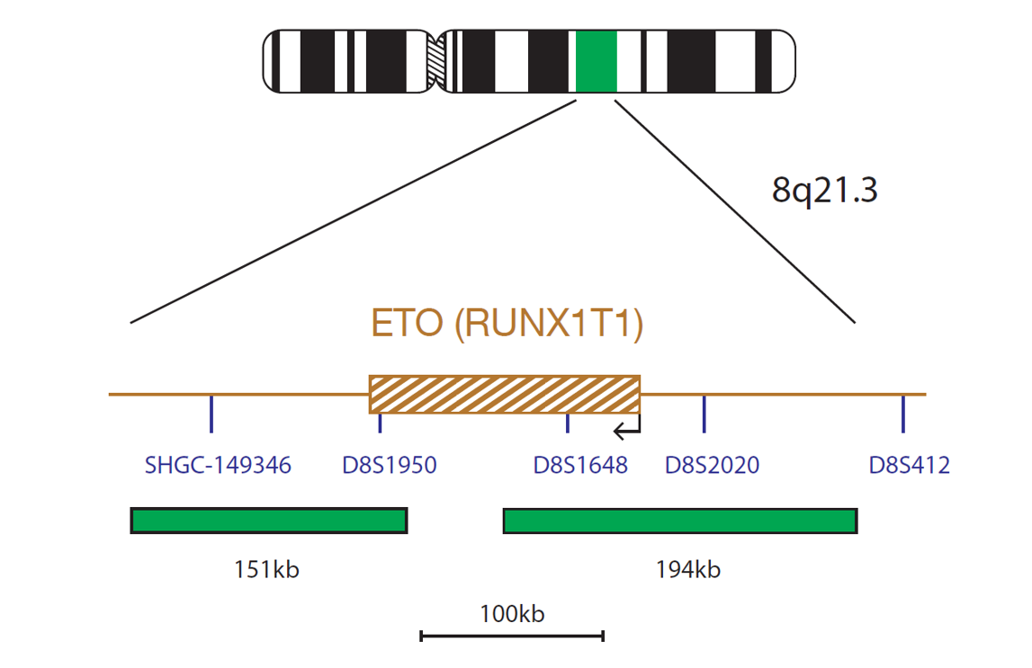 Fluorescence in situ hybridisation (FISH) chromosome map showing a probe targeting the ETO (RUNX1T1) gene.