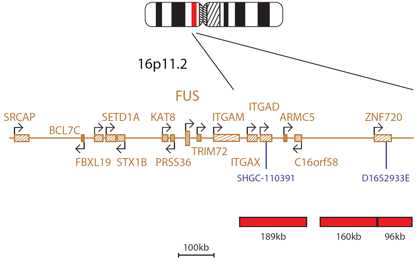 Fluorescence in situ hybridization (FISH) chromosome map showing a probe mix proximal to the FUS gene.