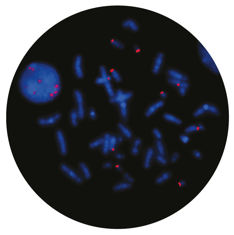 Fluorescence in situ hybridization (FISH) microscope image of the CytoCell Acro-P-Arm probe.