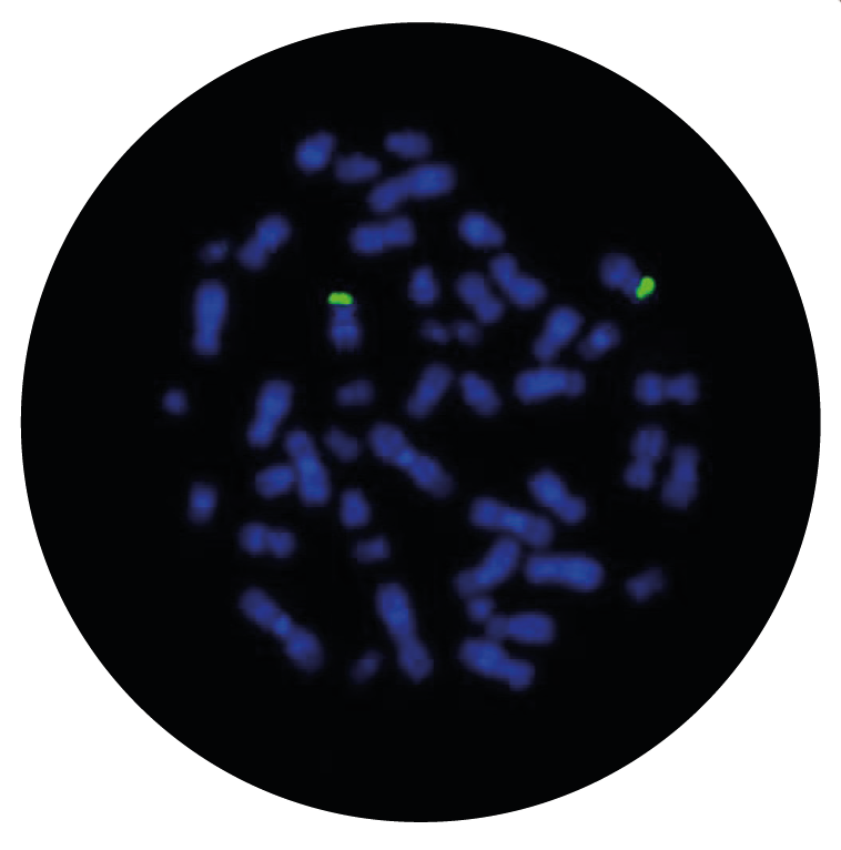 Fluorescence in situ hybridization (FISH) microscope image of the CytoCell ETV6 Proximal Probe Green.