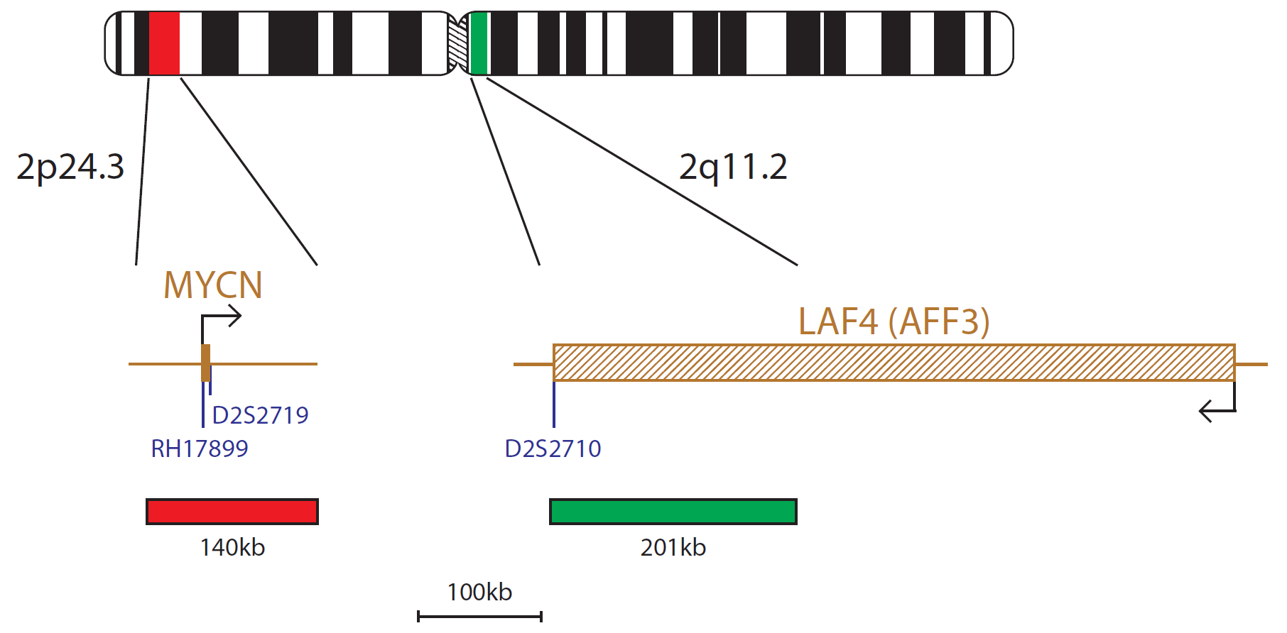 Fluorescence in situ hybridization (FISH) chromosome map showing a probe mix targeting the N-MYC (MYCN) gene.