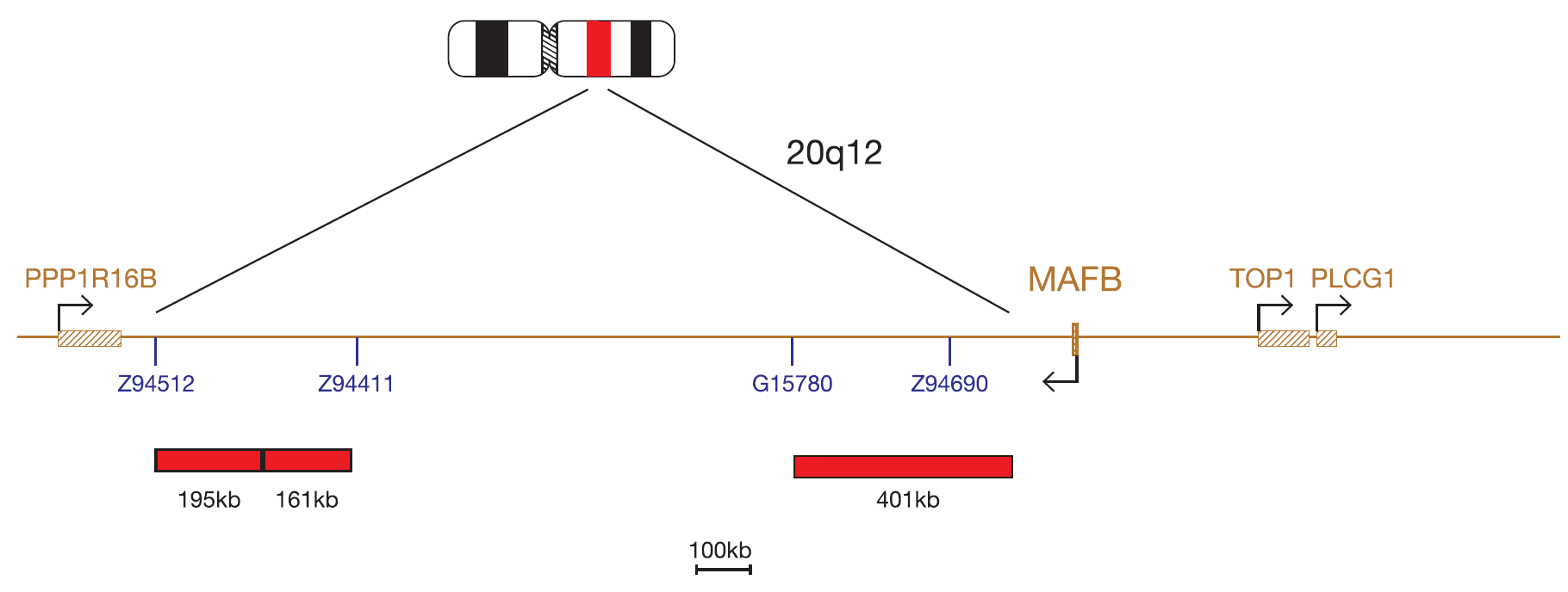 Fluorescence in situ hybridisation (FISH) chromosome map showing a probe targeting the MAFB gene.