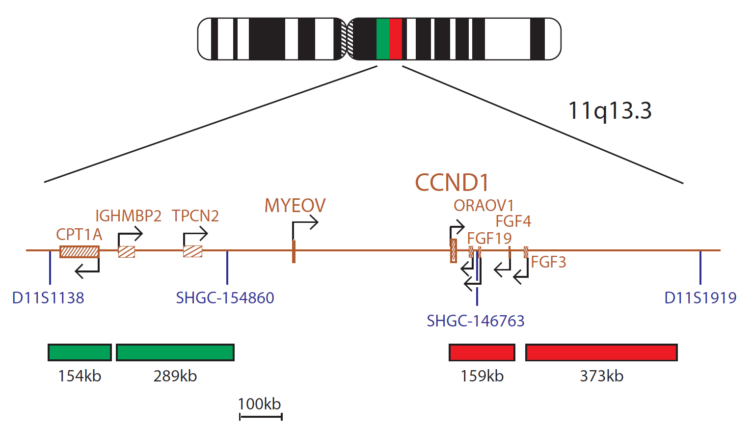 Fluorescence in situ hybridisation (FISH) chromosome map showing a probe targeting the CCND1 gene.