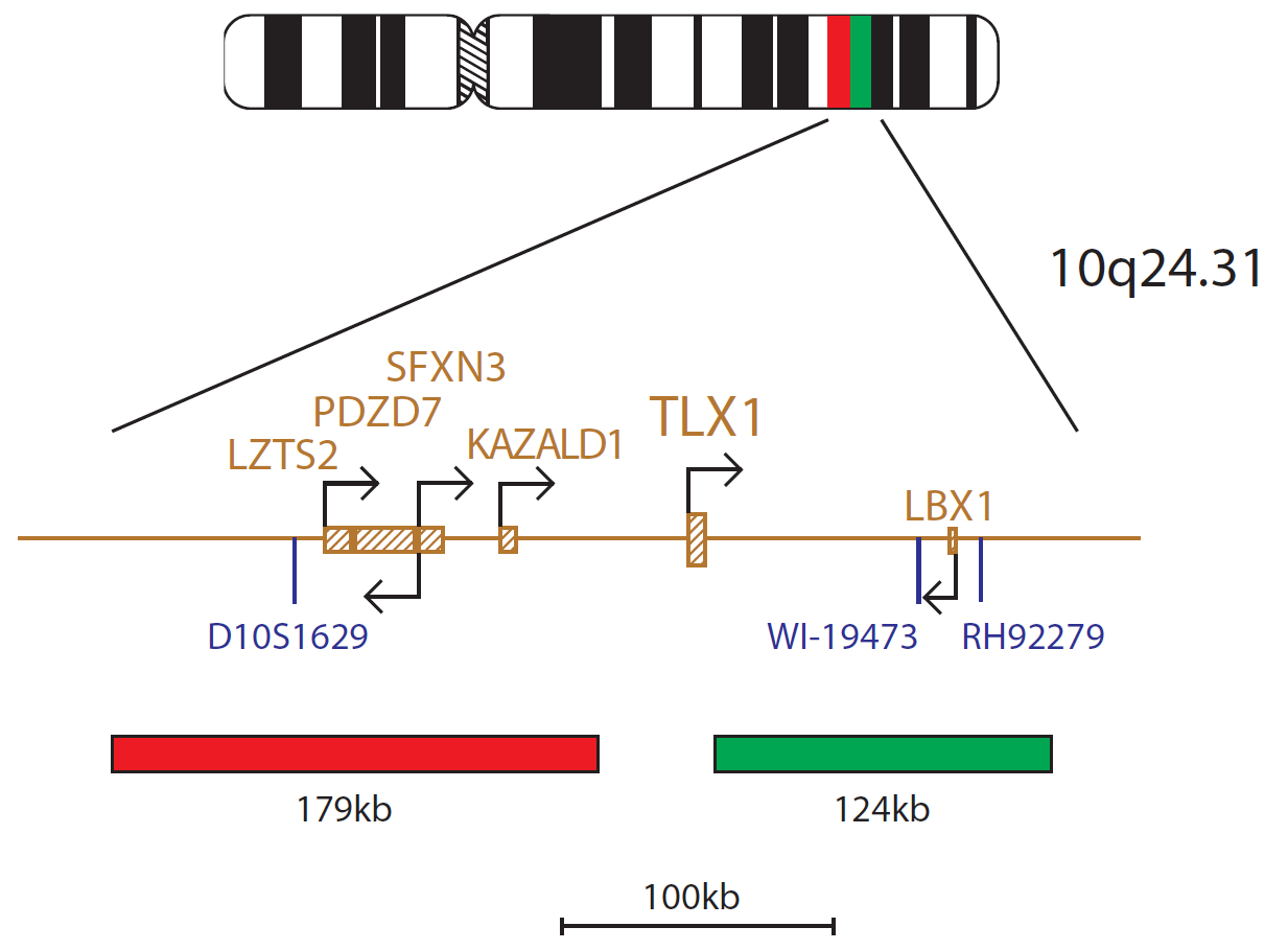 Fluorescence in situ hybridisation (FISH) chromosome map showing a probe targeting the TLX1 gene.
