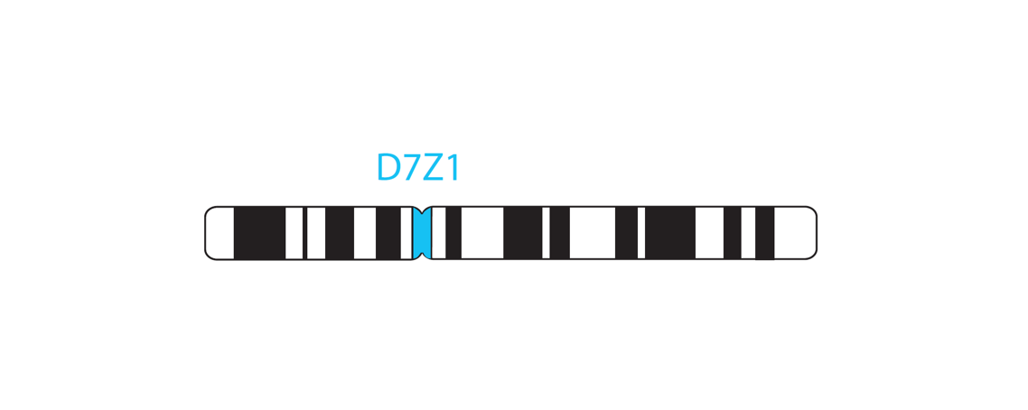 Fluorescence in situ hybridization (FISH) chromosome map showing a probe targeting the region 7p11.1-7q11.1 (D7Z1).