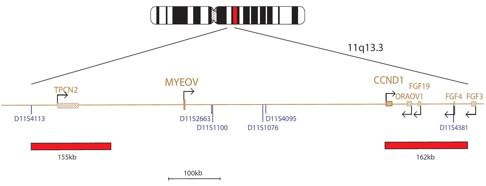 Fluorescence in situ hybridisation (FISH) chromosome map showing a probe targeting the MYEOV gene.