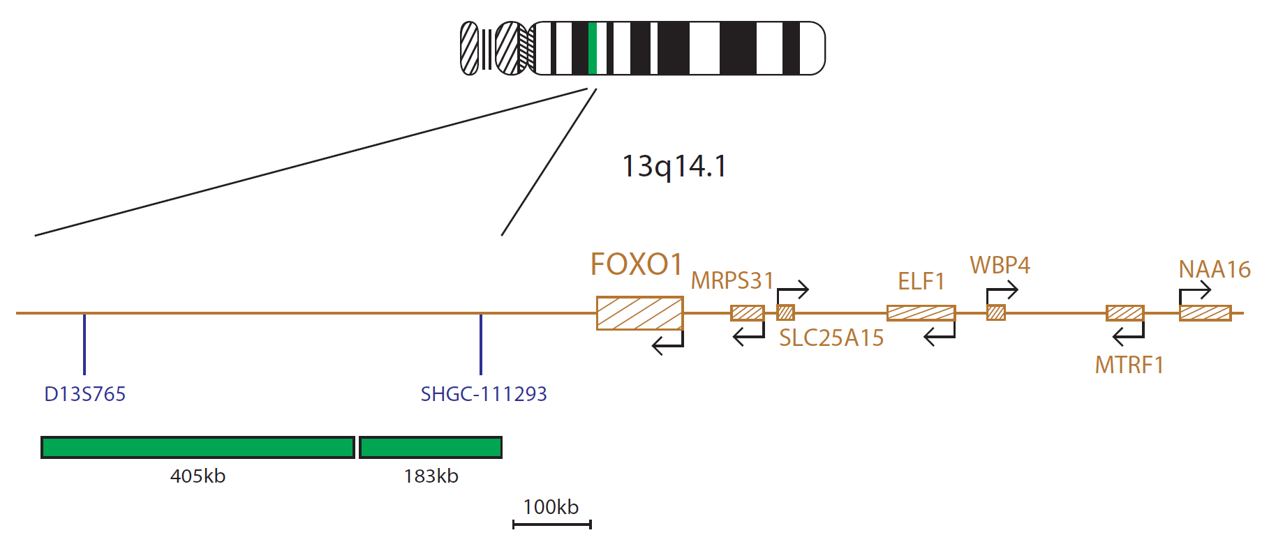 Fluorescence in situ hybridization (FISH) chromosome map showing a probe mix proximal to the FOXO1 gene.