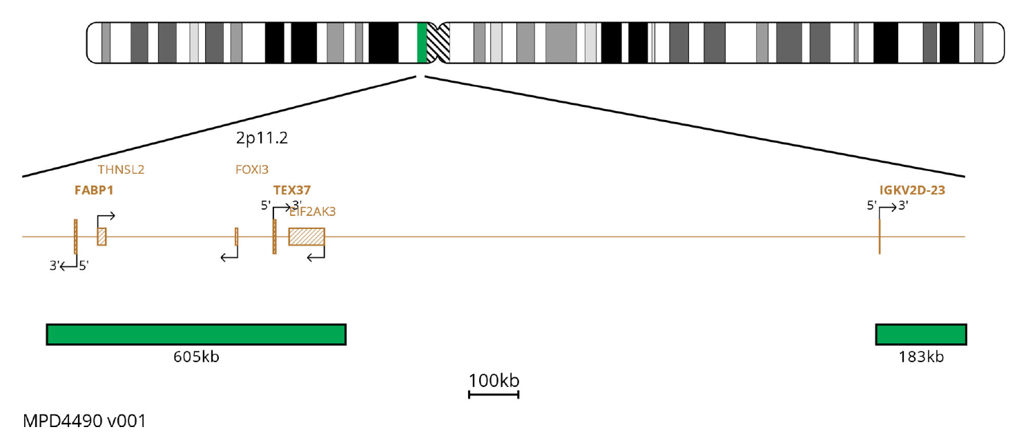 Fluorescence in situ hybridisation (FISH) chromosome map showing probes targeting IGK.