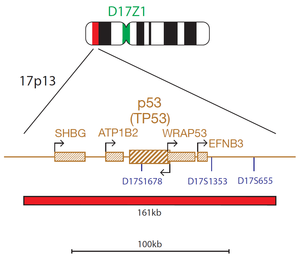 Fluorescence in situ hybridisation (FISH) chromosome map showing a probe targeting the P53 (TP53) gene.
