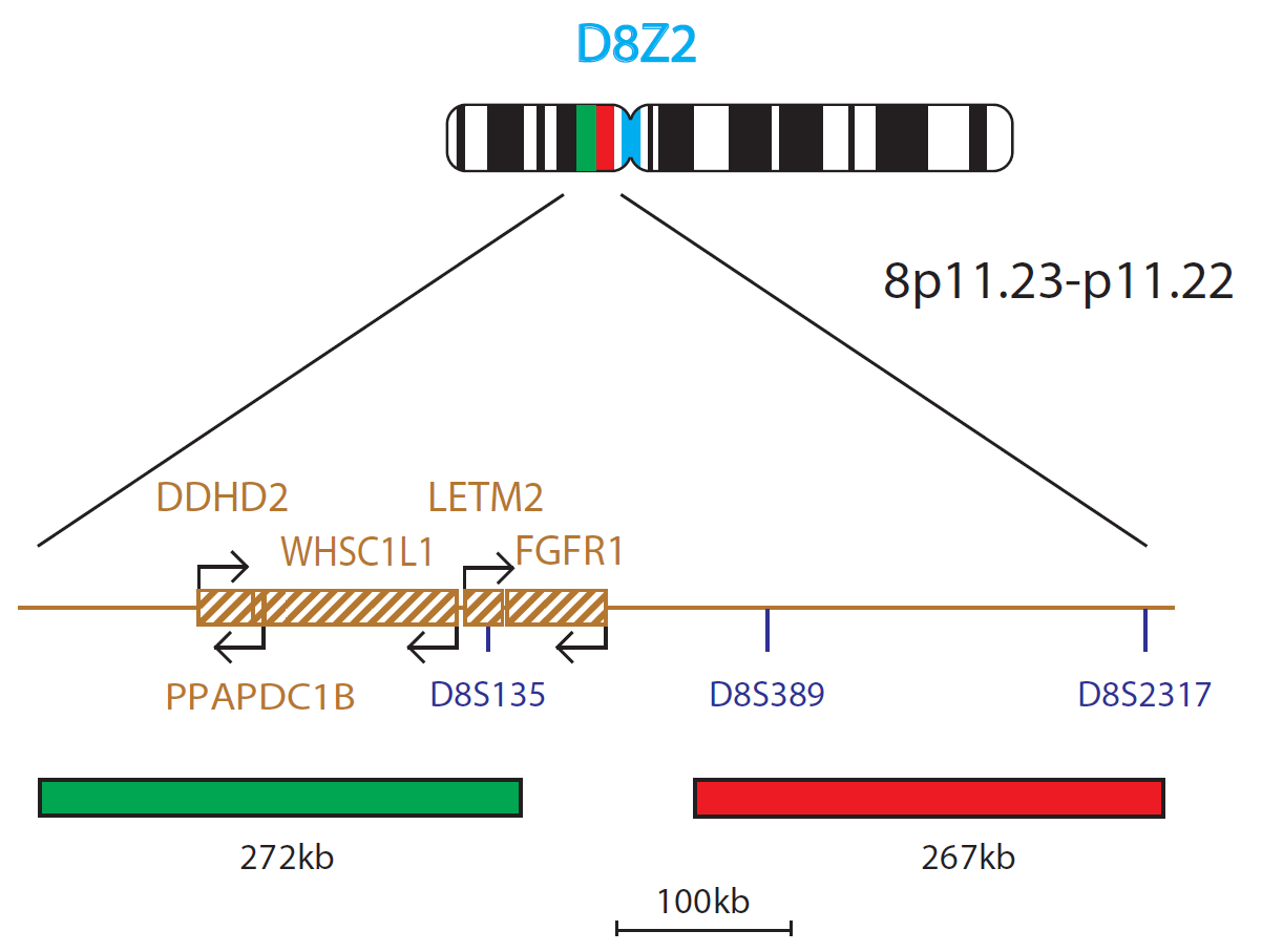 Fluorescence in situ hybridization (FISH) chromosome map showing a probe mix targeting the FGFR1 gene.