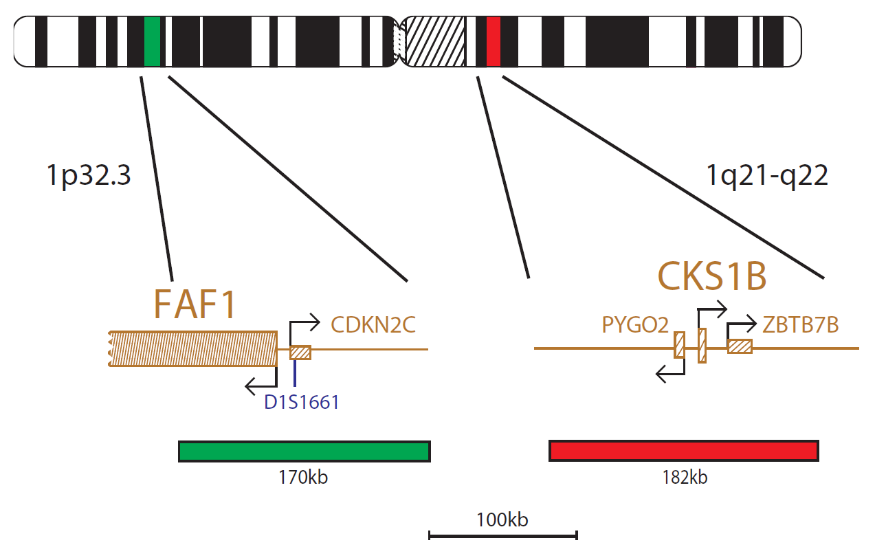 Fluorescence in situ hybridization (FISH) chromosome map showing a probe mix targeting the CKS1B and CDKN2C (P18) genes.