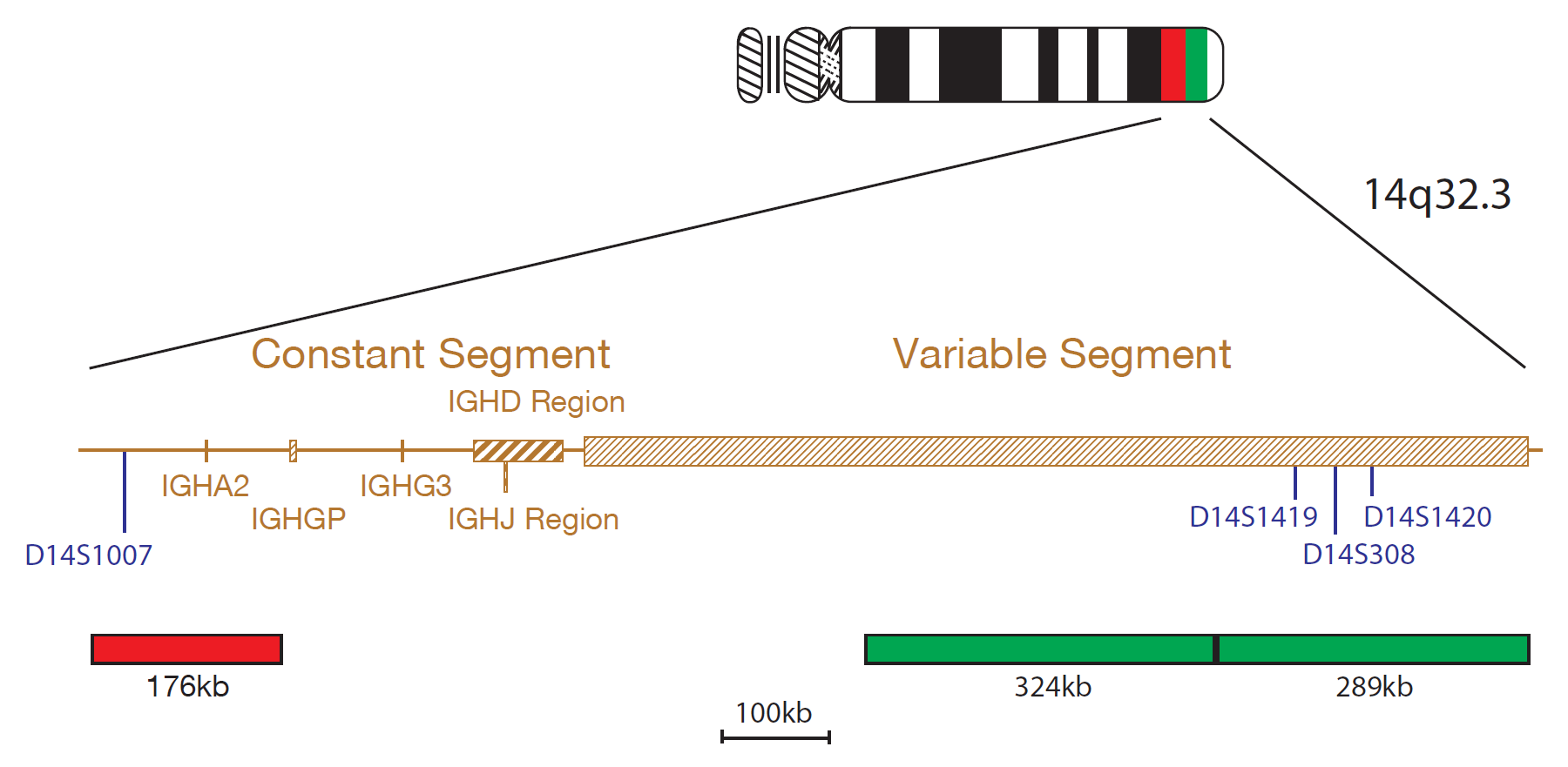 Fluorescence in situ hybridisation (FISH) chromosome map showing a probe targeting the IGH gene.