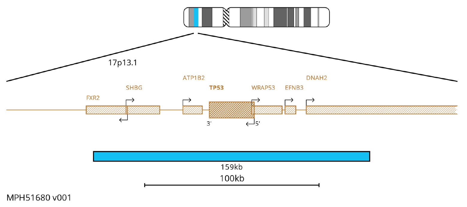 Fluorescence in situ hybridisation (FISH) chromosome map showing a probe targeting the TP53 (P53) gene.