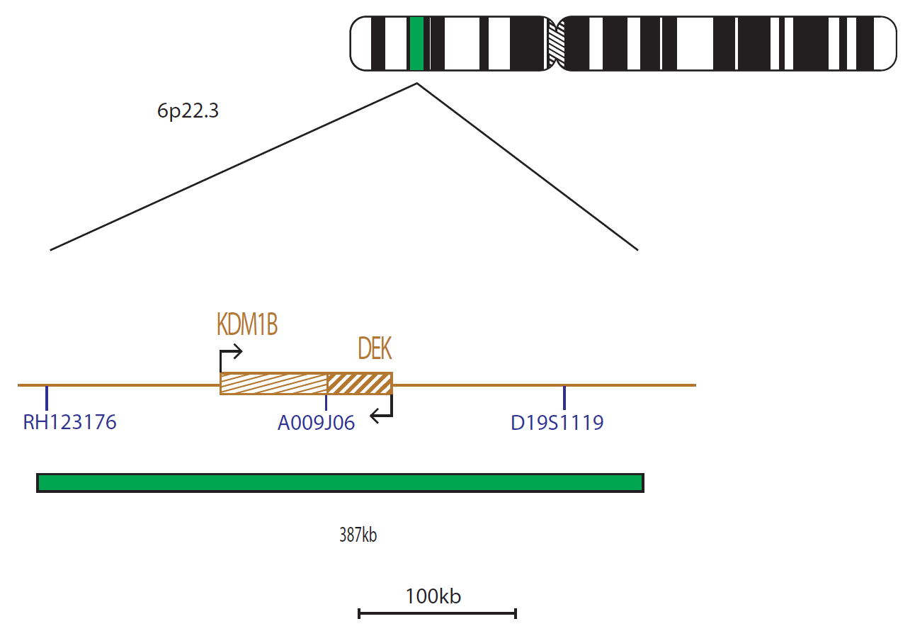 Fluorescence in situ hybridization (FISH) chromosome map showing a probe targeting the DEK gene.