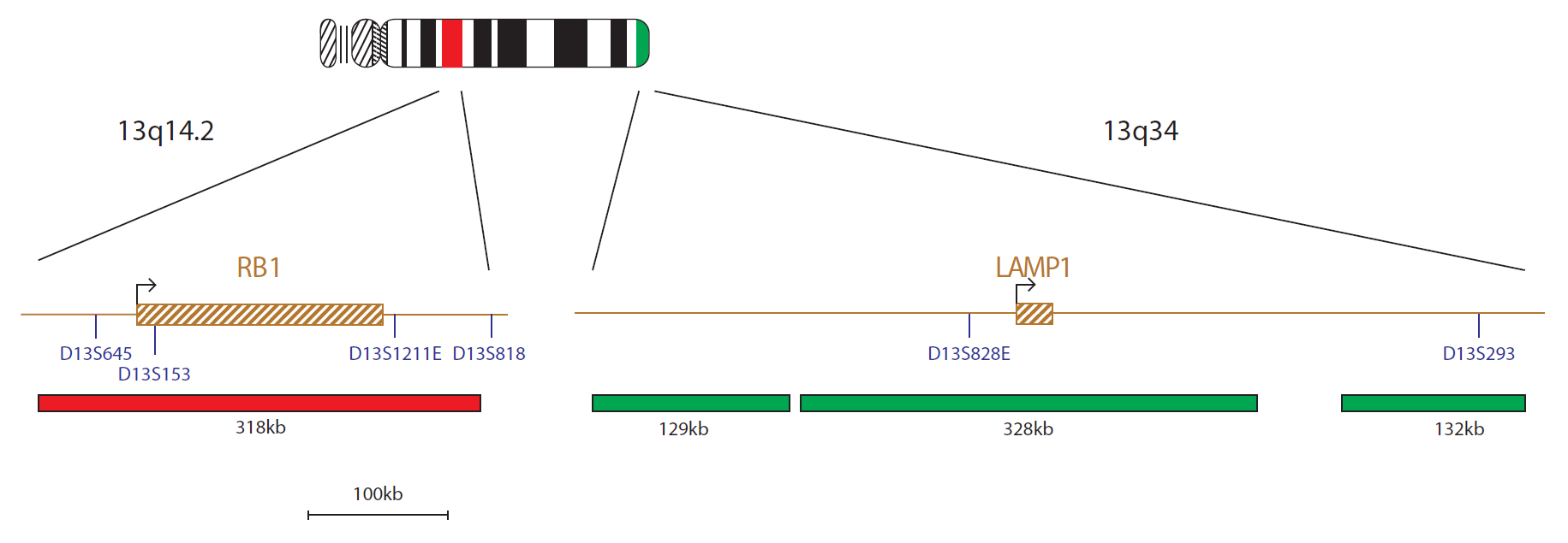 Fluorescence in situ hybridisation (FISH) chromosome map showing a probe targeting the RB1 gene.