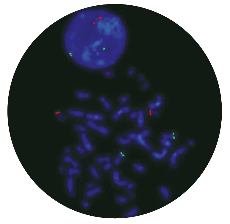Fluorescence in situ hybridization (FISH) microscope image of the CytoCell P53(TP53)/ATM Probe Combination.