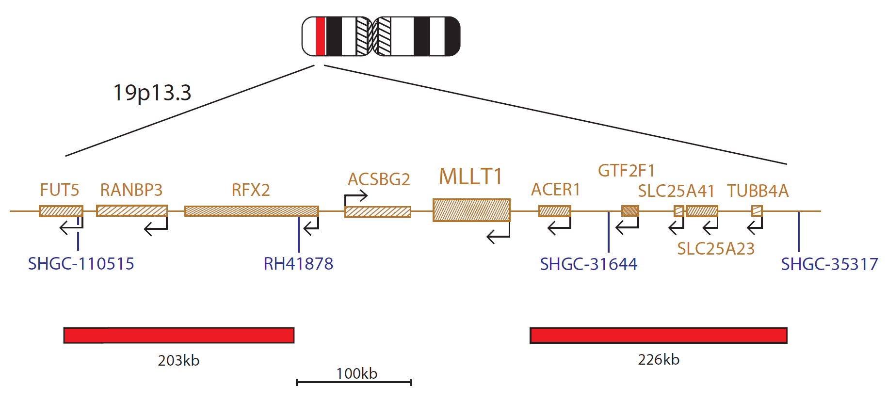 Fluorescence in situ hybridisation (FISH) chromosome map showing a probe targeting the MLLT1 gene.