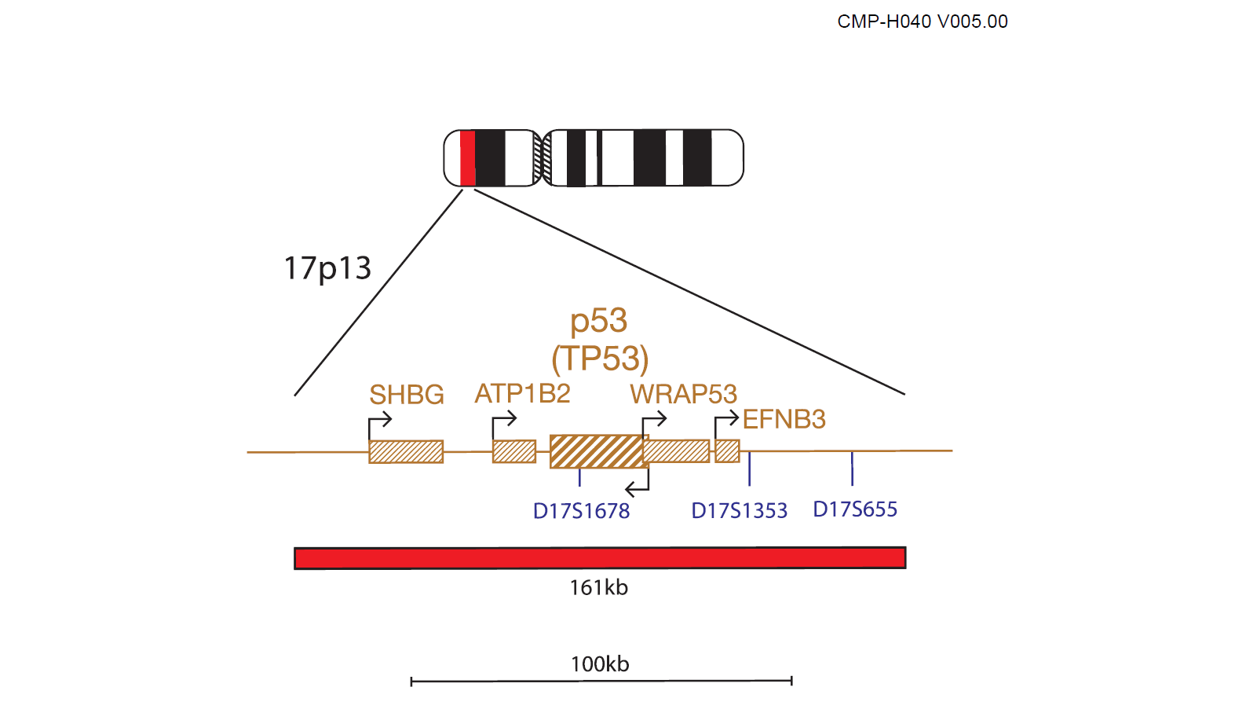 Fluorescence in situ hybridisation (FISH) chromosome map showing a probe targeting the P53 (TP53) gene.