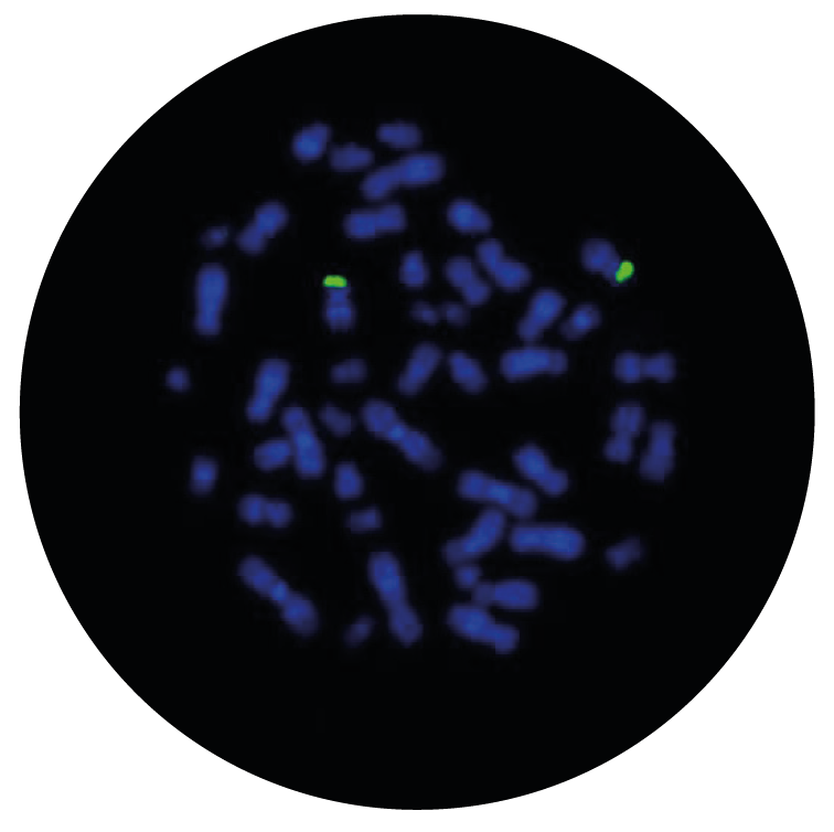Fluorescence in situ hybridization (FISH) microscope image of the CytoCell ETV6 Proximal Probe Green.