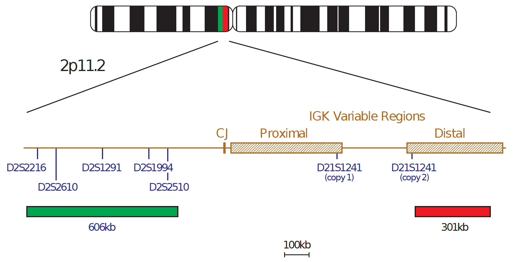 Fluorescence in situ hybridization (FISH) chromosome map showing a probe targeting the IGK gene.
