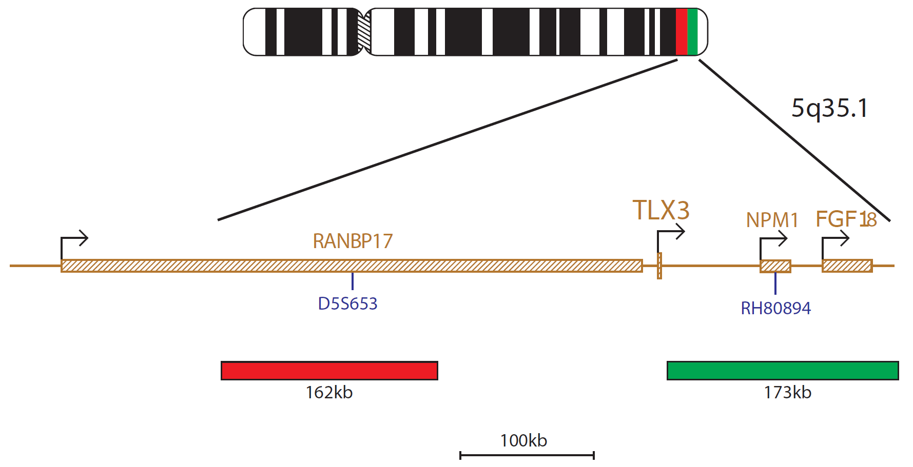 Fluorescence in situ hybridisation (FISH) chromosome map showing a probe targeting the TLX3 gene.