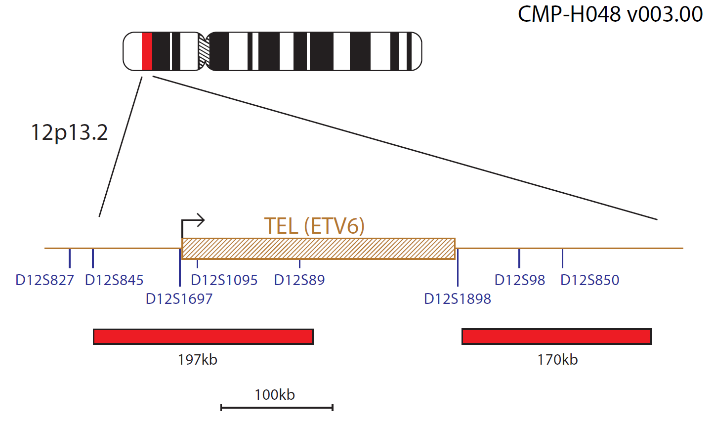 Fluorescence in situ hybridisation (FISH) chromosome map showing probes targeting the TEL (ETV6) gene.