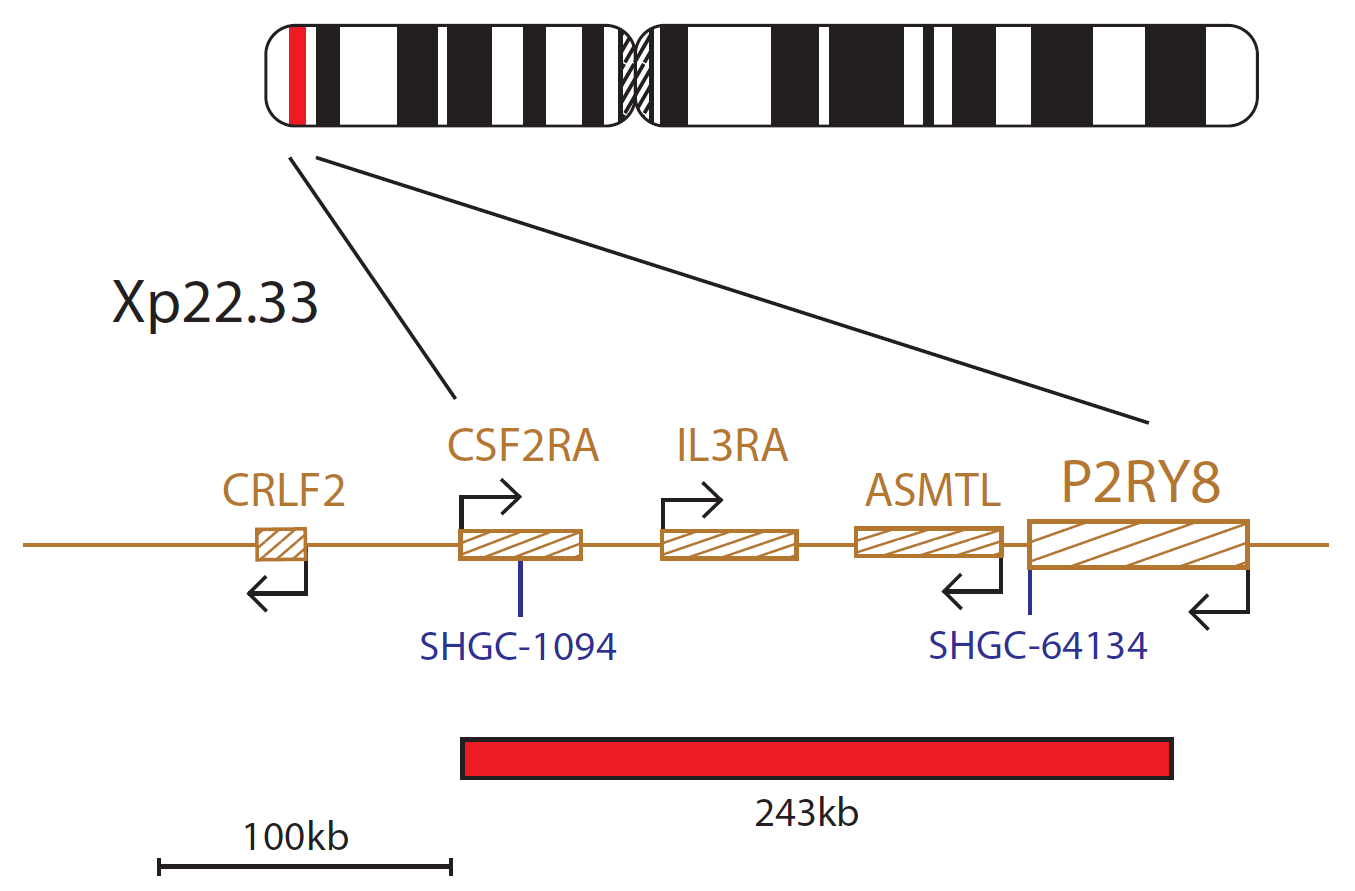 Fluorescence in situ hybridization (FISH) chromosome map showing a probe targeting the P2RY8 gene.