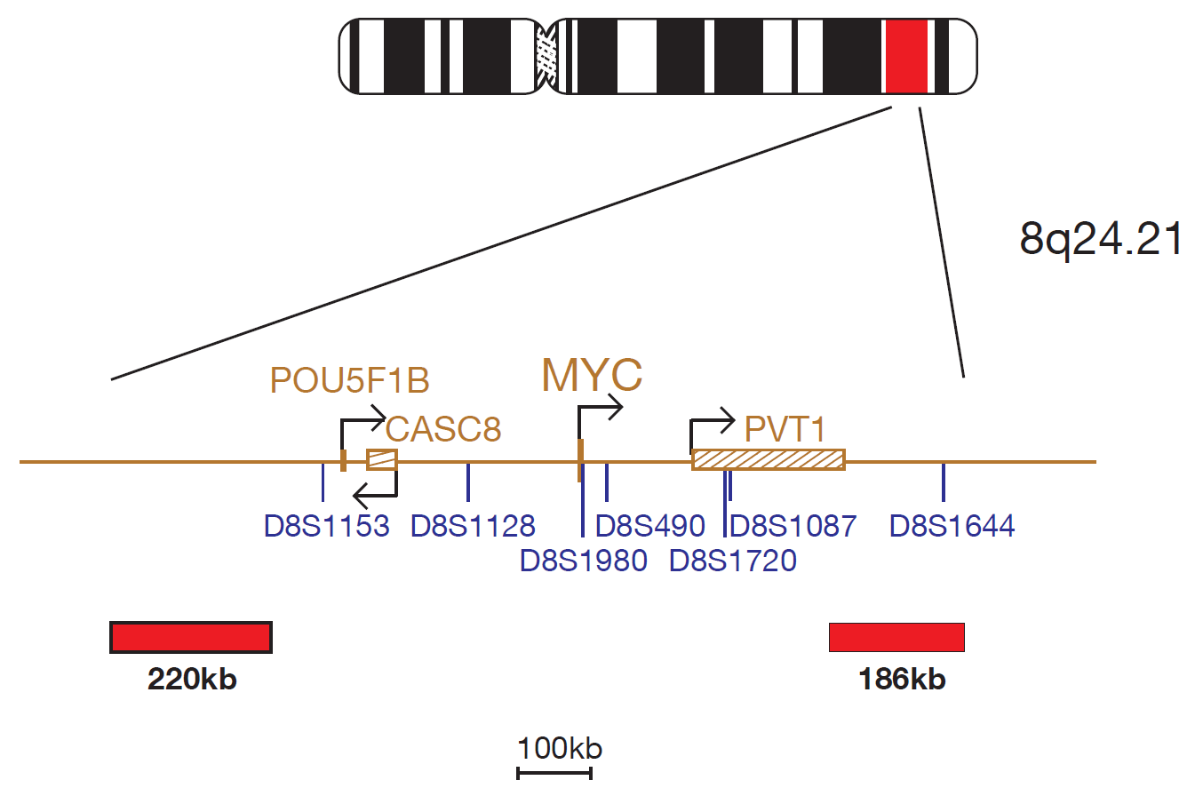 Fluorescence in situ hybridization (FISH) chromosome map showing a probe targeting the cMYC (MYC) gene.