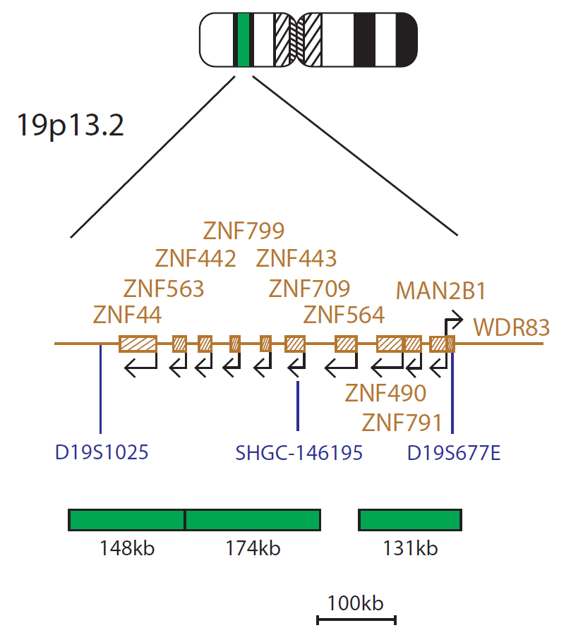 Fluorescence in situ hybridization (FISH) chromosome map showing a probe mix targeting the region 19p13.2.