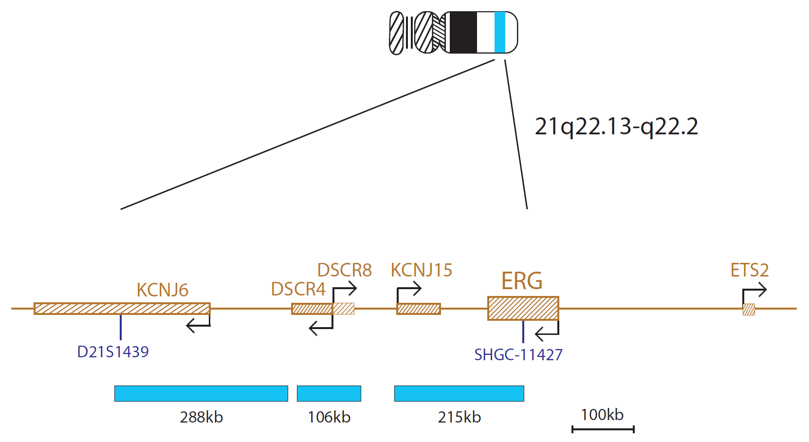 Fluorescence in situ hybridization (FISH) chromosome map showing a probe mix targeting the ERG gene.