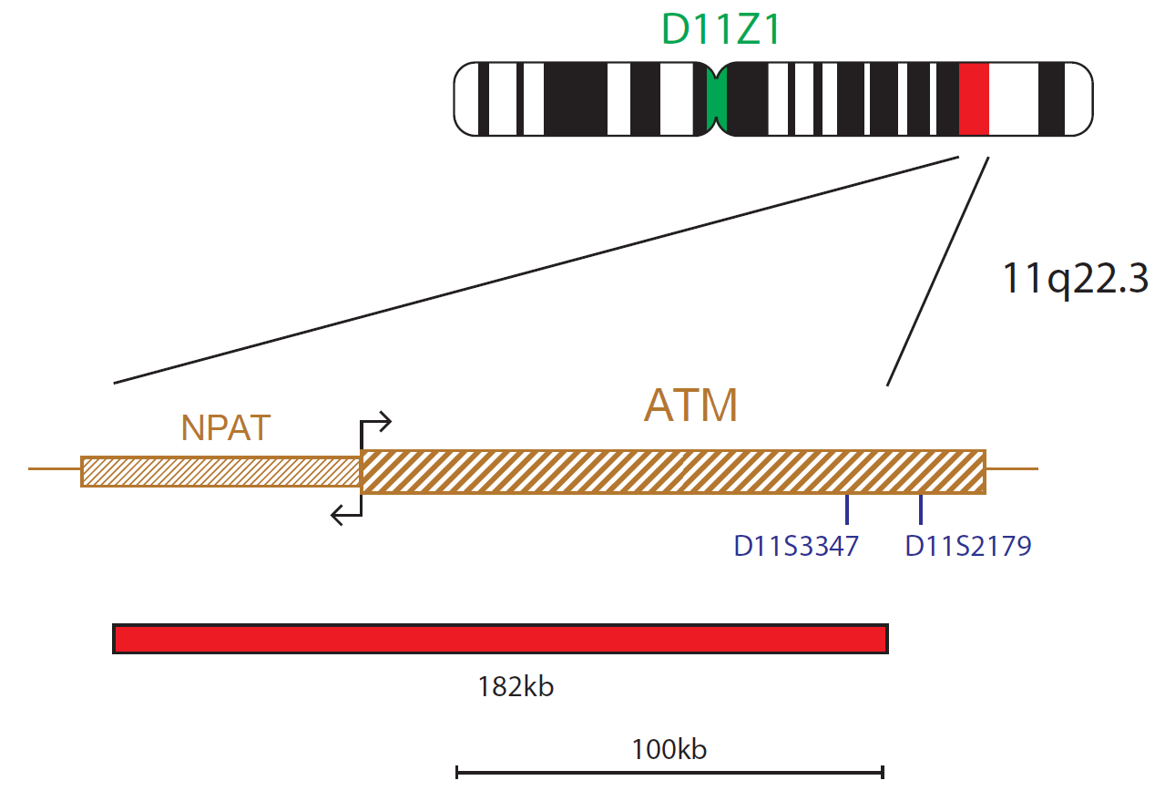 Fluorescence in situ hybridisation (FISH) chromosome map showing a probe targeting the ATM gene.