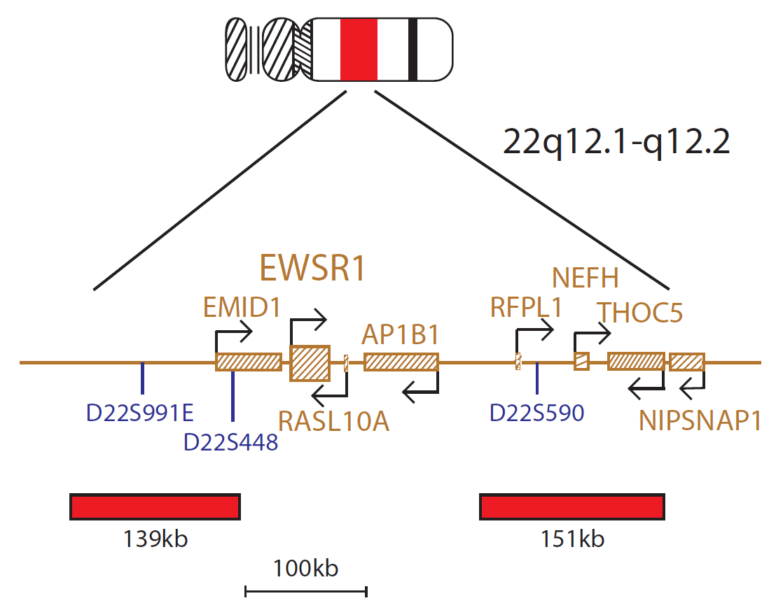 Fluorescence in situ hybridization (FISH) chromosome map showing a probe mix targeting the EWSR1 gene.